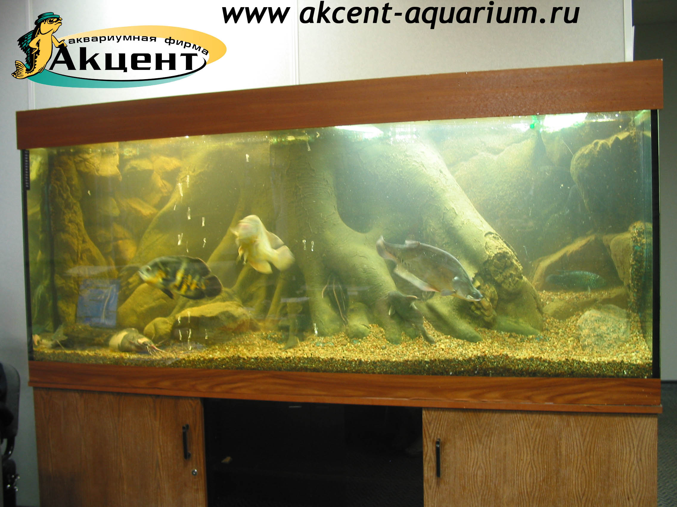 Акцент-аквариум,аквариум 500 литров